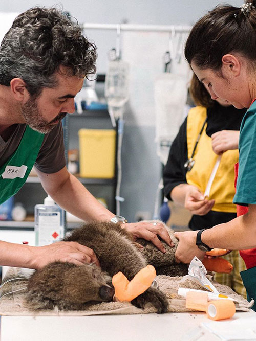 Adelaide Koala Rescue Clinic Bearhugs For Australia
