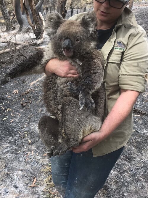 Adelaide Koala Rescue Rescue Bearhugs For Australia